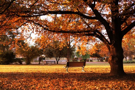 Photo of Robertson Park in Mudgee