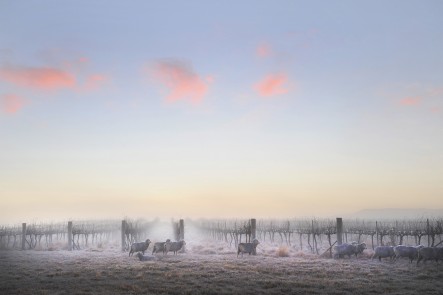 A photo of morning frost in the grape vines in Mudgee