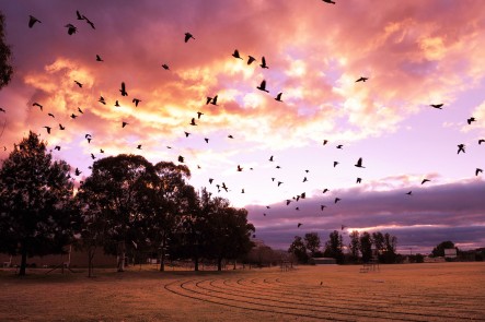 Photo of Walkers field in Mudgee, NSW