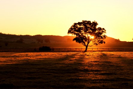 Photo of paddock at Parklands Resort in Mudgee