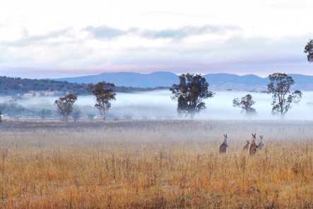 A photo of morning fog taken from Blacksprings road, Mudgee