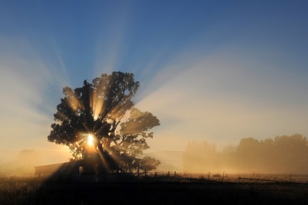 A photo of the sun rays through a beautiful tree. By Amber Hooper