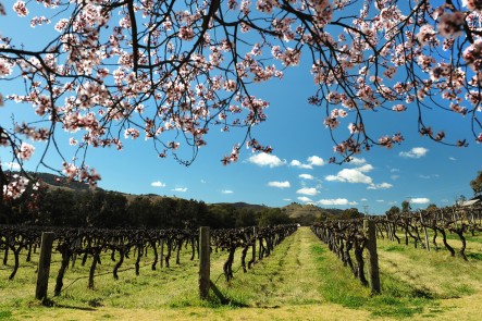 Lue Road blossoms. Photo by Amber Hooper