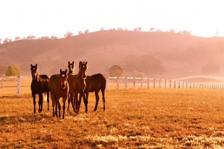 A photo of Gooree Park Stud horses, Mudgee. Photo by Amber Hooper.