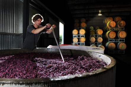 Vintage time at Lowe Wines. Winemaker Liam Heslop plunges the grapes. Photo by Amber Hooper.